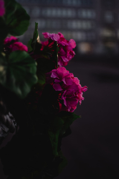 结婚证上的内容 结婚证上面有些什么内容啊?