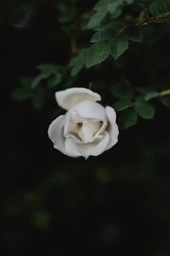 求婚要多少朵玫瑰花 求婚要送多少朵玫瑰花