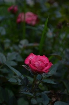 结婚敬茶一定要在仪式上吗