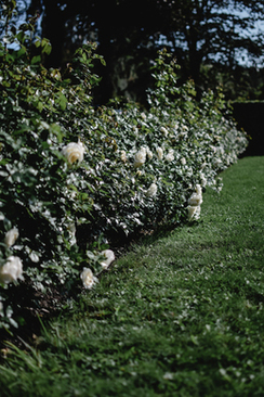 女方结婚需要铺什么颜色单子 结婚女方家铺什么颜色的床单