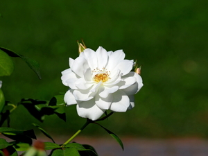 结婚新娘就穿一套衣服可以吗 结婚当天只穿一套婚纱可以吗