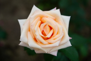 儿子婚礼父亲穿什么鞋 孩子结婚父亲穿么鞋子适合?