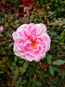 一尊天下结婚用好吗 结婚婚宴摆酒，买什么白酒好呢？