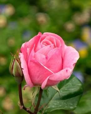 来宾在结婚典礼上的讲话 新郎结婚致辞，在婚礼上对来宾说的话！