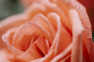 彩礼中的五金指的是哪五金 订婚的五金是哪五金