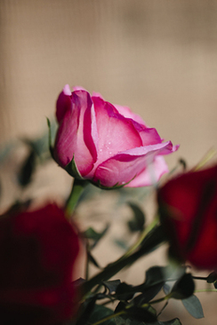 婚庆连锁店加盟多少钱 开一个婚庆公司大概需要投多少钱？