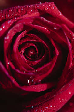 农村结婚拜堂怎么拜视频 结婚拜堂怎么拜