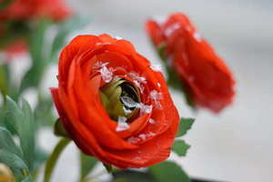 结婚喝什么饮料好 婚宴用的喜庆饮料有哪些？