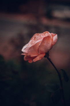 婚庆布场教程 教你怎么布置婚礼现场