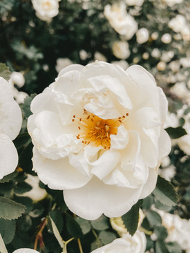 结婚登记都用什么 结婚登记都需要准备什么东西?