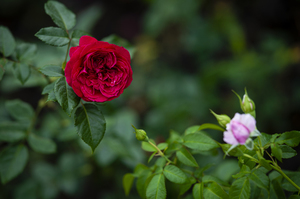上海婚车租赁 上海哪里可以出租自己的私家车当婚车？