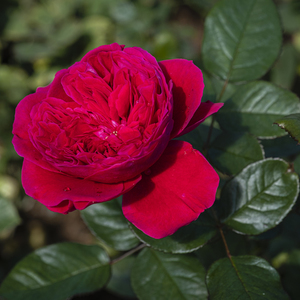 主婚车一般用什么颜色好 大家都用的什么婚车，婚车颜色有讲究吗？