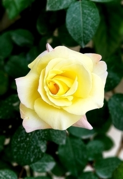 白色婚纱配什么胸花 婚礼中的胸花佩戴有什么讲究？