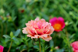 结婚提前要准备什么 结婚一般要提前多久准备