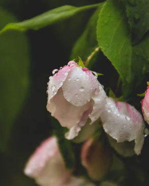 同学结婚怎么祝福的话 同学结婚怎么祝福的话