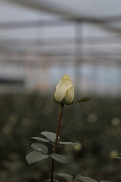 户外婚礼下雨文案 结婚下小雨的祝福语