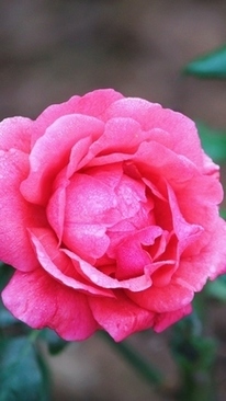 结婚改口费父母都给吗 结婚时，父母分别要给多少改口费？