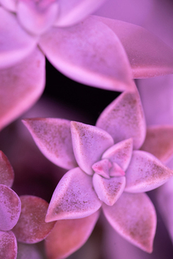 男孩向女孩求婚的话语 最幽默的求婚语男生怎么向女生求婚