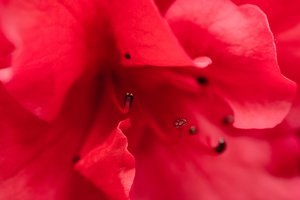 红宝石婚祝福语 红宝石婚祝福语