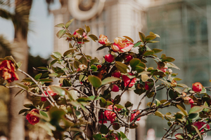 淡蓝色伴娘服配什么鞋 伴娘礼服配什么鞋子合适？