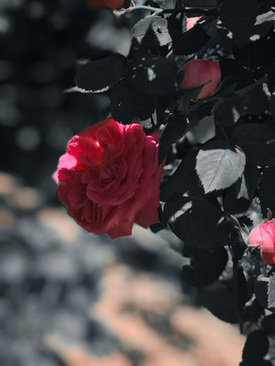 婚礼请帖自动翻页制作 婚礼纪做请帖音乐怎么设置自动播放