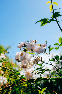 婚宴果盘里放什么 结婚当天女方家果盘都摆点什么