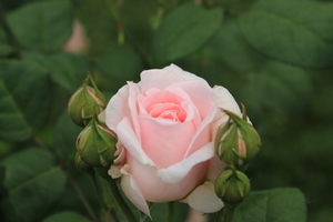 拍婚礼现场如何调相机参数 拍摄婚礼现场相机设定