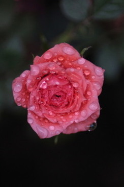 婚礼上假酒如何准备 结婚如何做假酒?