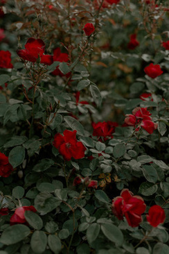 活动组织得好怎么形容 形容活动举办得很成功的句子