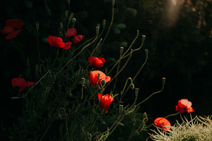 婚礼策划的组成 婚礼策划都包括什么内容?