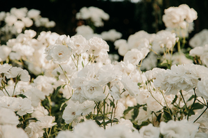 结婚送百合花合适吗 结婚送百合花好不好?