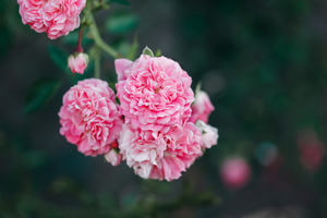 给长辈结婚请柬怎么写 给长辈的结婚请帖范本