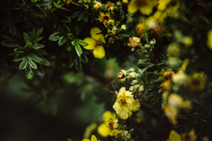 为什么不能坐新娘的床 为什么不能随便做新娘的床?