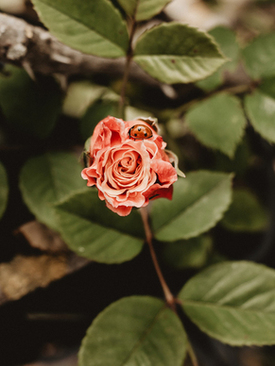 春节给孩子红包上写的词 春节给孩子红包祝福语