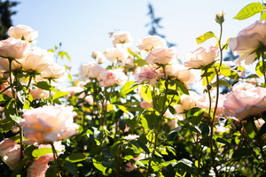 中式婚礼凤冠霞帔音乐 中式婚礼音乐