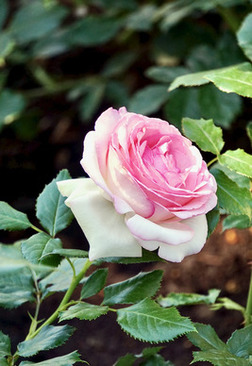 结婚皮鞋一般什么款式 结婚皮鞋一般什么款式