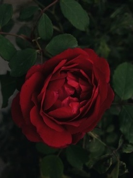 回门宴需要随礼吗