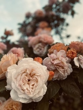 主持人可以穿白鞋吗