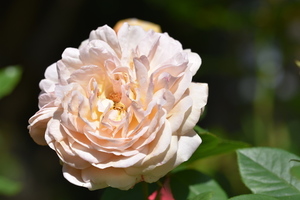 结婚西服怎么搭配 结婚西服怎么搭配衣服