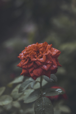 婚车头车用奔驰哪款好 婚车选奔驰什么型号的好