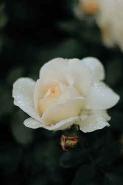 游戏环节主持稿的衔接 年会上小游戏的衔接词怎么写