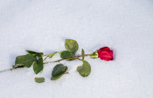 参加婚礼为什么不能穿蓝色 参加婚礼为什么不能穿蓝颜色衣服