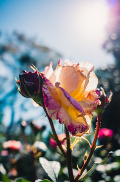 给舅舅的传统请帖范本 给舅舅的结婚请帖怎么写呢?