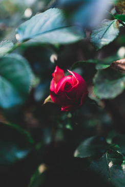 朋友圈回门宴邀请函