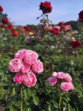 白色配什么颜色好看 白色配什么颜色好看