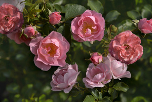 婚礼主持人不想干了 婚礼主持人可以不脱稿吗???