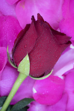 结婚证拍照姿势大全 结婚证照什么姿势拍照更好看