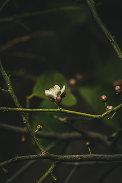 结婚送天鹅合适吗 朋友结婚送天鹅陶瓷工艺品可以吗