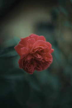 怎样成为一名司仪 我如何才能成为一名司仪?