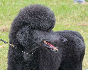 婚庆花门价格 婚礼花门要多少钱